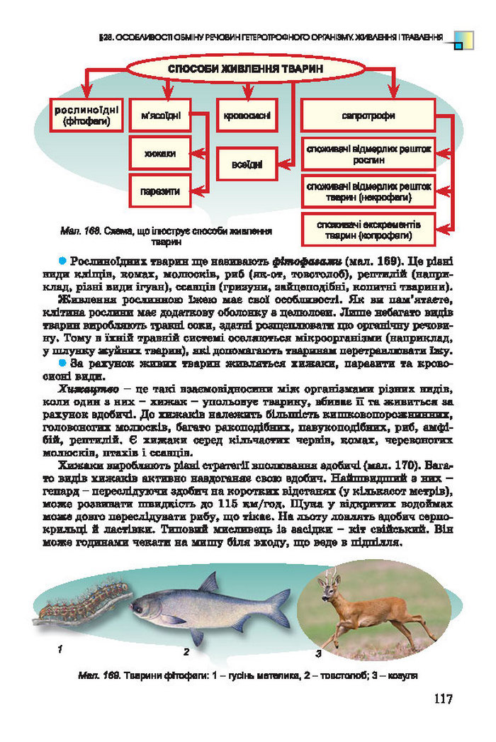 Підручник Біологія 7 клас Остапченко