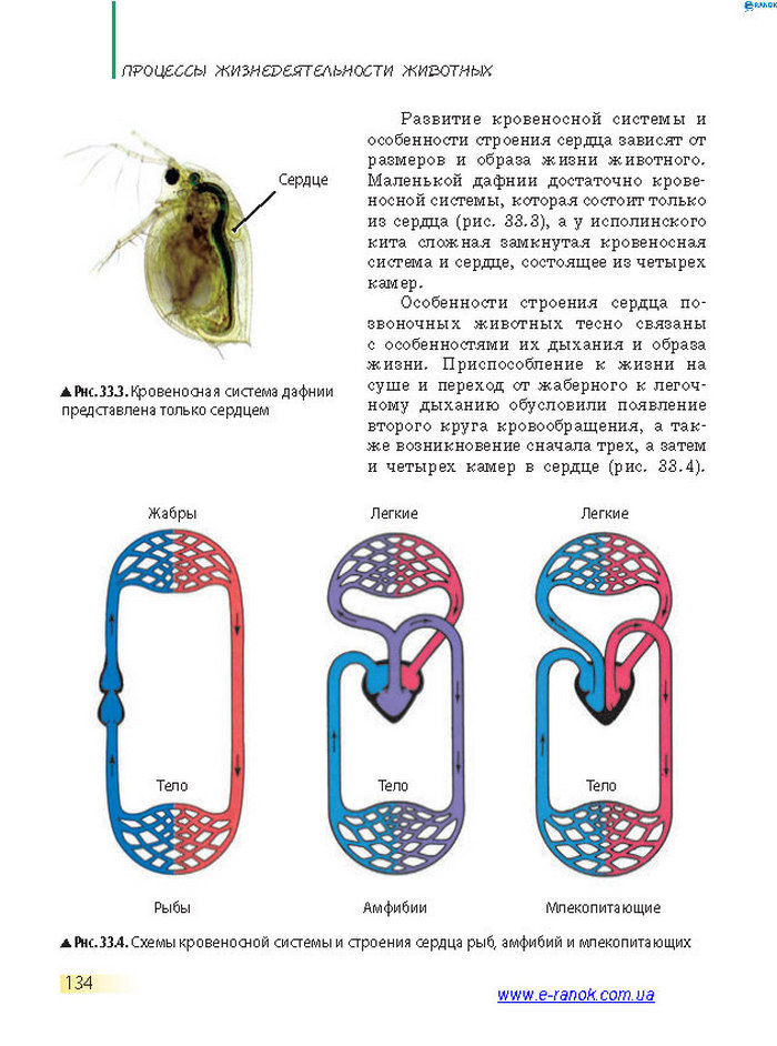 Биология 7 класс Запорожец 2015 (Рус.)