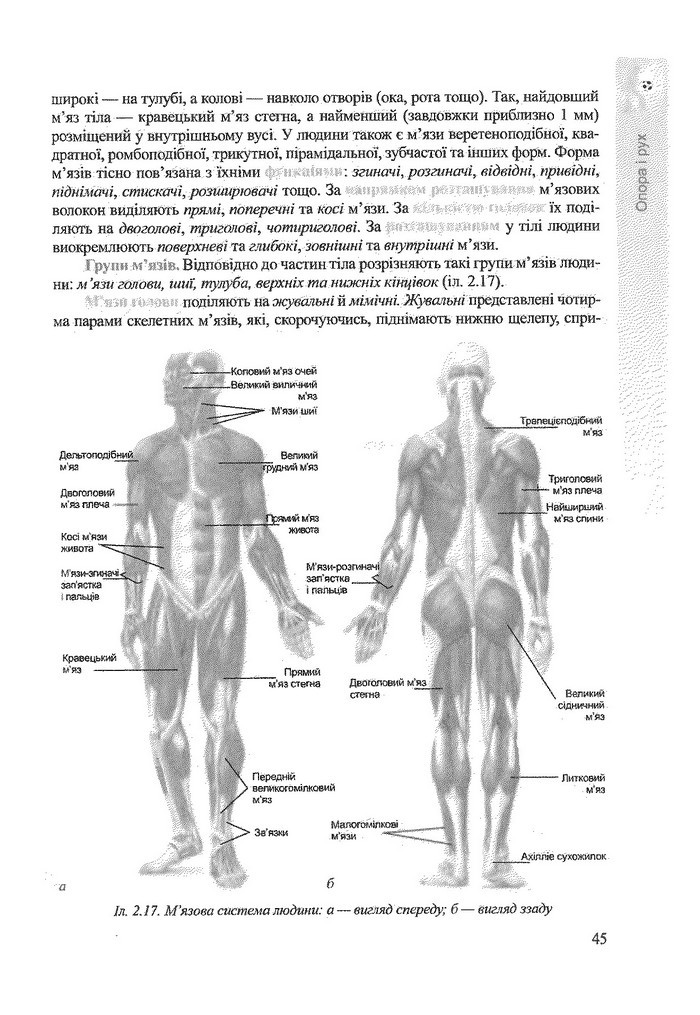 Біологія 9 клас Степанюк