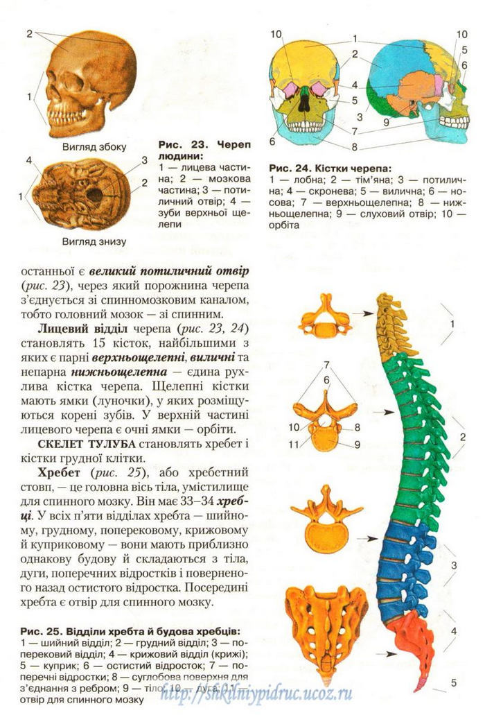 Підручник Біологія 9 клас Страшко