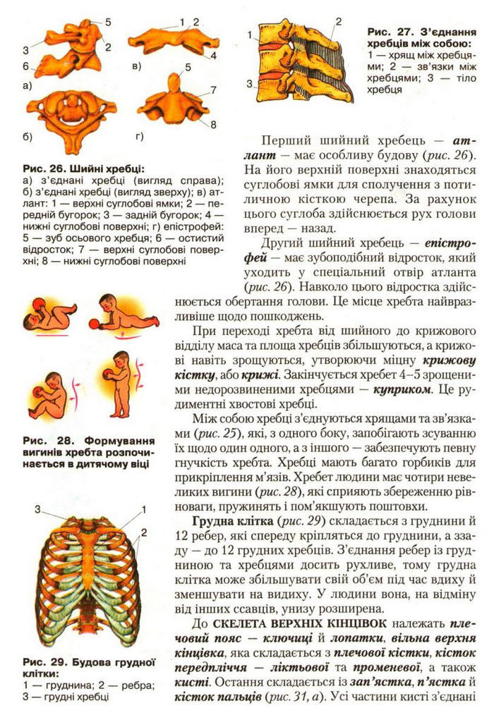 Підручник Біологія 9 клас Страшко