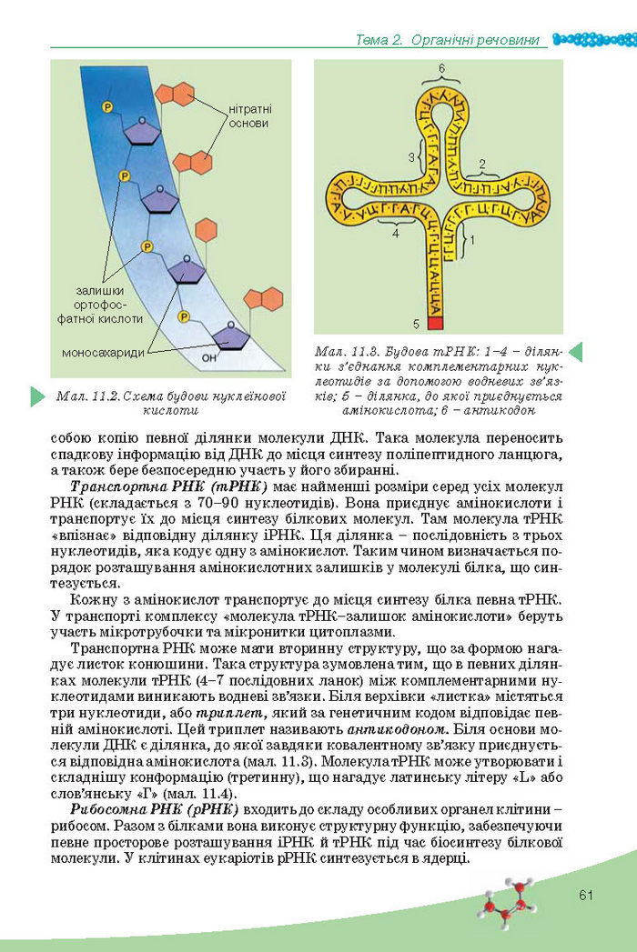 Підручник Біологія 10 клас Балан