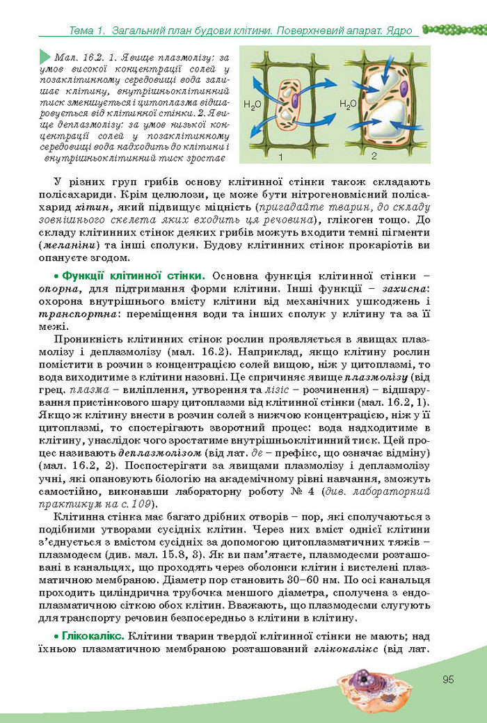 Підручник Біологія 10 клас Балан