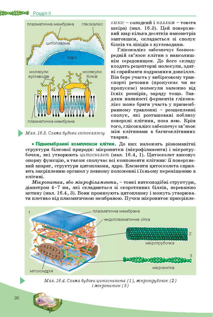 Підручник Біологія 10 клас Балан