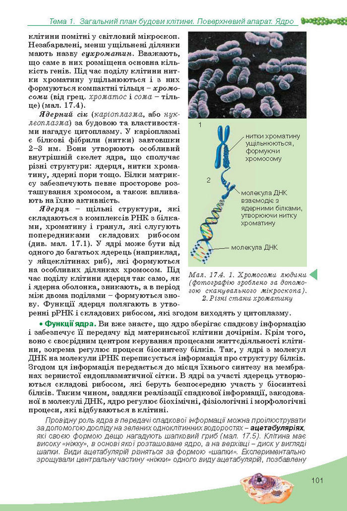 Підручник Біологія 10 клас Балан