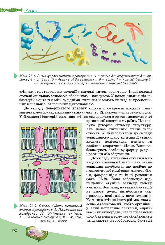 Підручник Біологія 10 клас Балан