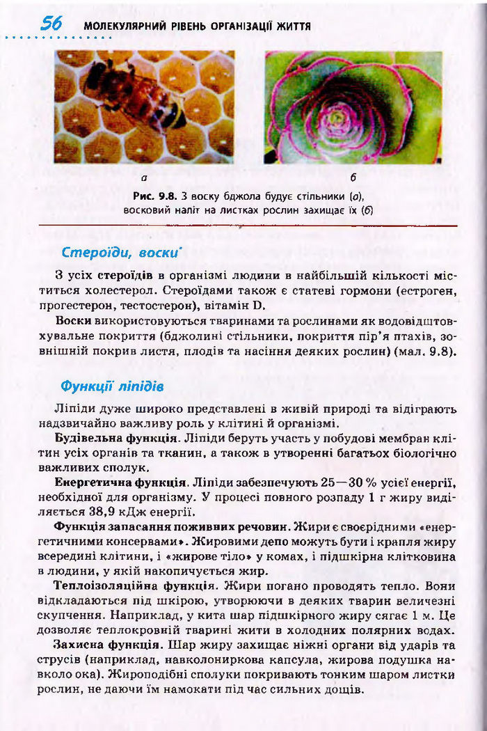 Біологія 10 клас Тагліна