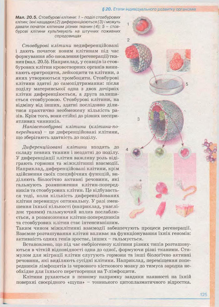 Біологія 11 клас Балан