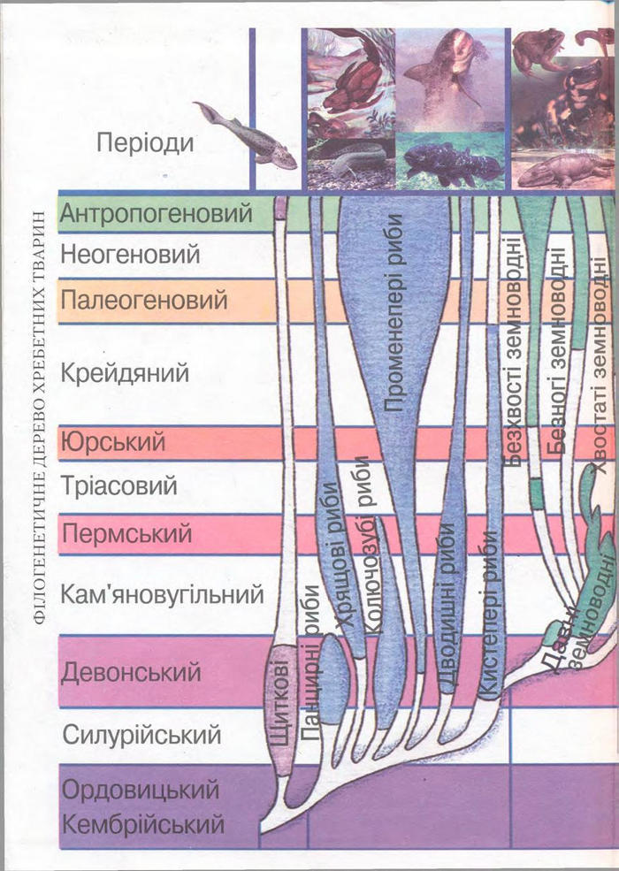 Біологія 11 клас Балан