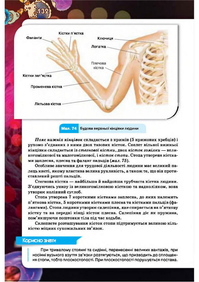 Підручник Біологія 8 клас Рибалко 2016