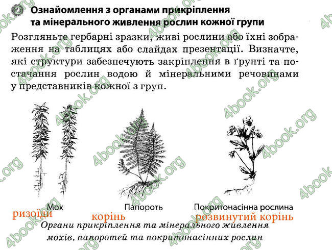 Відповіді Зошит Біологія 6 клас Задорожний. ГДЗ