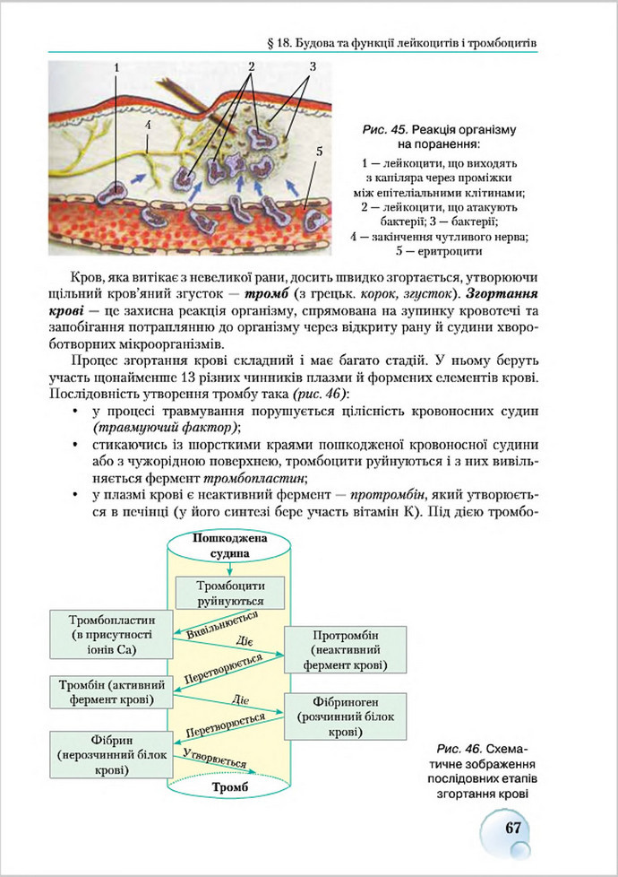 Підручник Біологія 8 клас Страшко 2016
