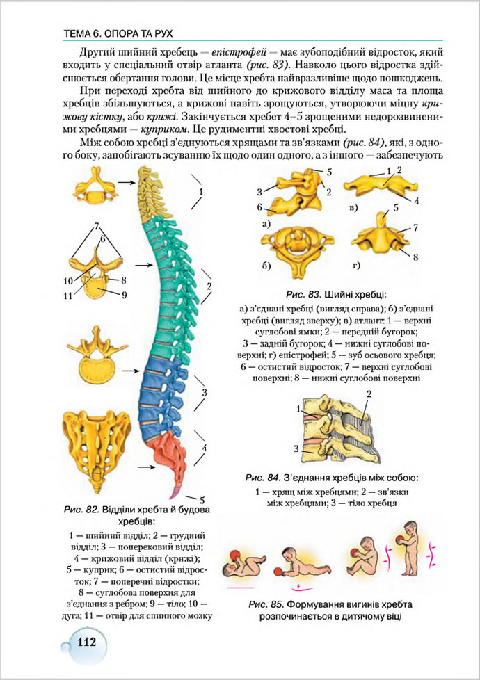 Підручник Біологія 8 клас Страшко 2016