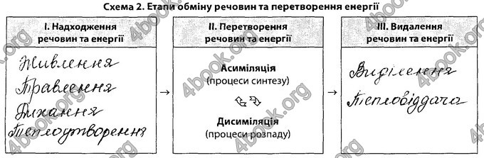 Відповіді Зошит Біологія 8 клас Соболь. ГДЗ