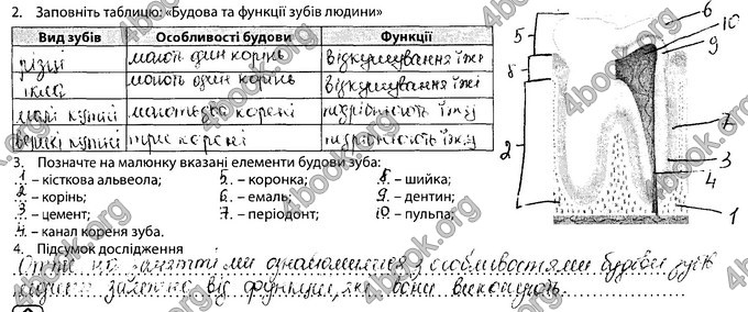 Відповіді Зошит Біологія 8 клас Соболь. ГДЗ