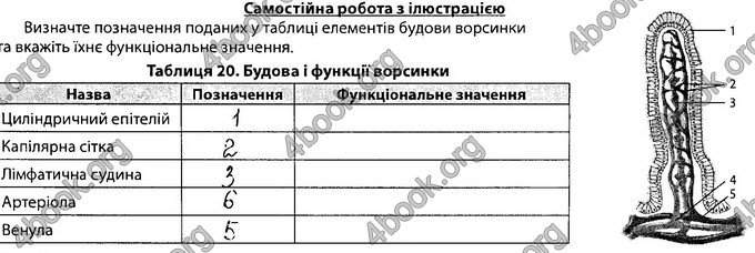 Відповіді Зошит Біологія 8 клас Соболь. ГДЗ