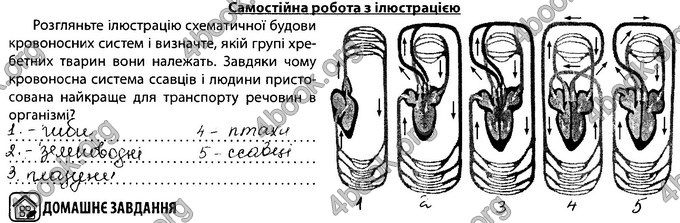 Відповіді Зошит Біологія 8 клас Соболь. ГДЗ