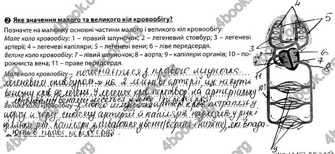 Відповіді Зошит Біологія 8 клас Соболь. ГДЗ