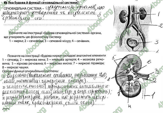 Відповіді Зошит Біологія 8 клас Соболь. ГДЗ