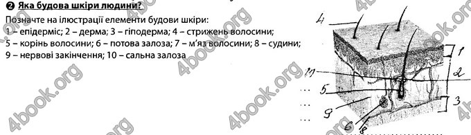 Відповіді Зошит Біологія 8 клас Соболь. ГДЗ