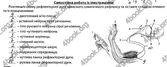 Відповіді Зошит Біологія 8 клас Соболь. ГДЗ