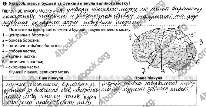 Відповіді Зошит Біологія 8 клас Соболь. ГДЗ