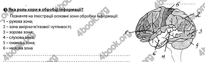 Відповіді Зошит Біологія 8 клас Соболь. ГДЗ