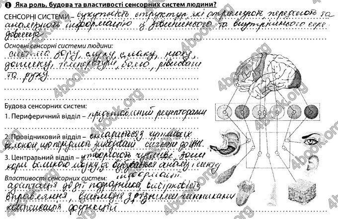 Відповіді Зошит Біологія 8 клас Соболь. ГДЗ