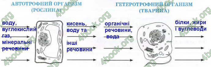 Відповіді Зошит Біологія 9 клас Андерсон 2017. ГДЗ
