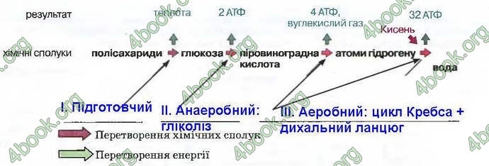 Відповіді Зошит Біологія 9 клас Андерсон 2017. ГДЗ