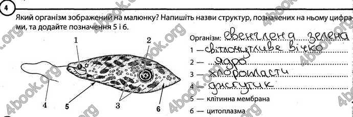 Відповіді Зошит Біологія 6 клас Задорожний. ГДЗ