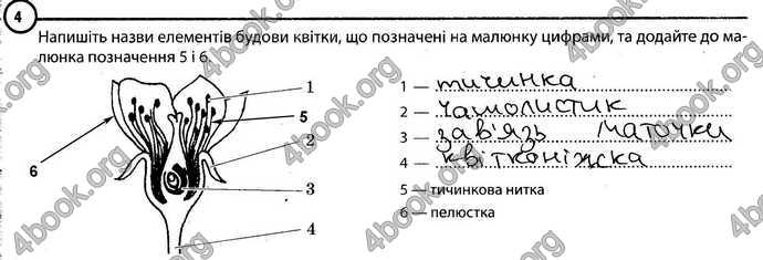 Відповіді Зошит Біологія 6 клас Задорожний. ГДЗ