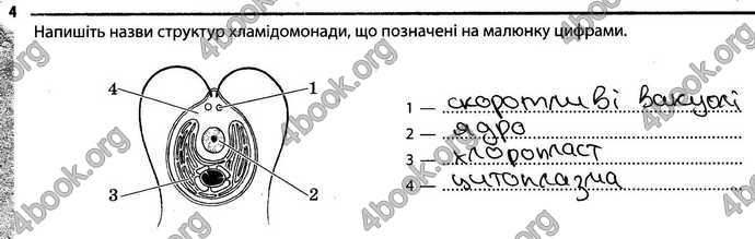 Відповіді Зошит Біологія 6 клас Задорожний. ГДЗ