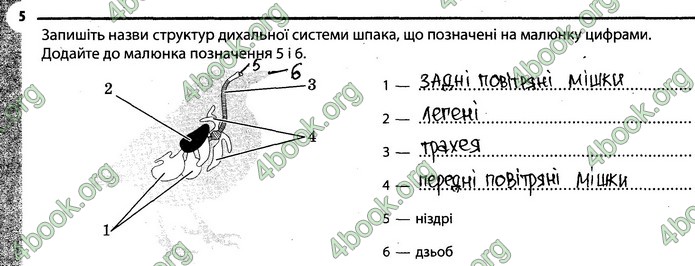 Відповіді Зошит Біологія 7 клас Задорожний. ГДЗ