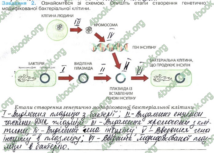 Зошит Біологія 11 клас Андерсон 2019. ГДЗ