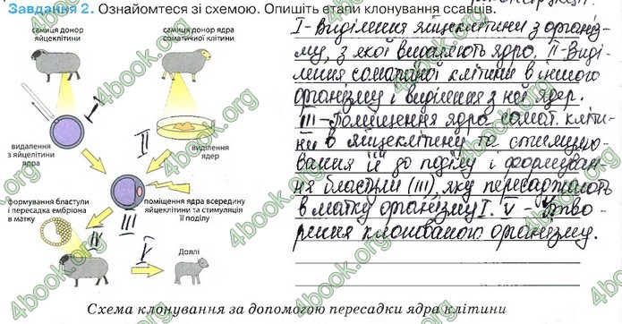 Зошит Біологія 11 клас Андерсон 2019. ГДЗ