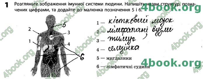 Зошит Біологія 11 клас Задорожний 2019. ГДЗ