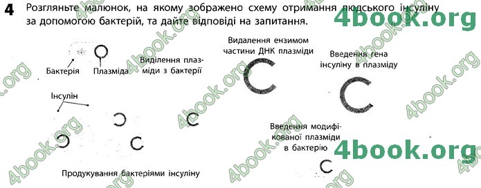 Зошит Біологія 11 клас Задорожний 2019. ГДЗ