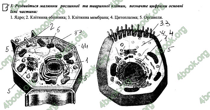 Зошит Біологія 6 клас Поліщук