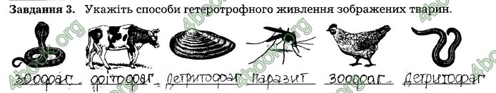 Робочий зошит Біологія 7 клас Мирна. ГДЗ