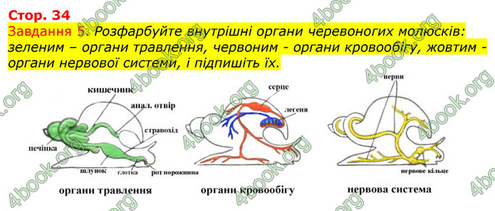 ГДЗ Зошит з Біології 7 клас Яременко