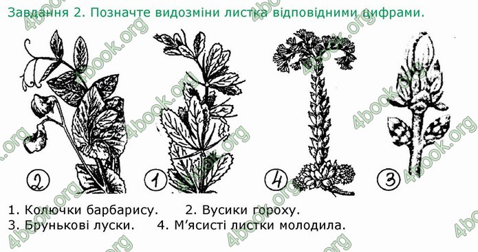 ГДЗ Зошит Біологія 6 клас Мечник
