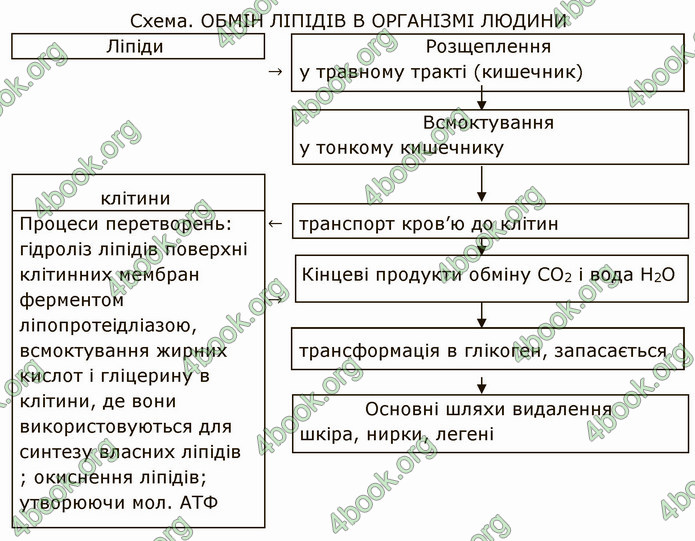 Решебник Зошит Біологія 10 клас Соболь. ГДЗ