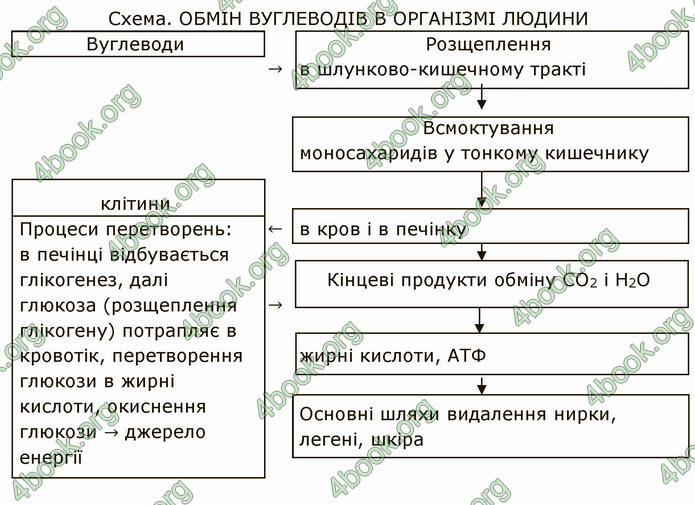 Решебник Зошит Біологія 10 клас Соболь. ГДЗ