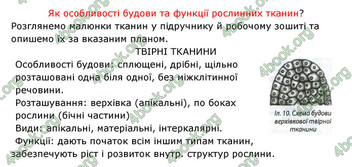 Відповіді Зошит Біологія 6 клас Соболь. ГДЗ