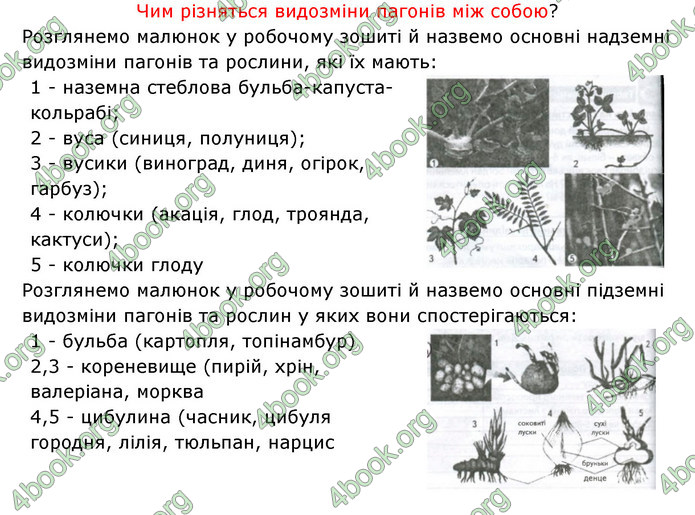 Відповіді Зошит Біологія 6 клас Соболь. ГДЗ