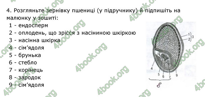 Відповіді Зошит Біологія 6 клас Соболь. ГДЗ