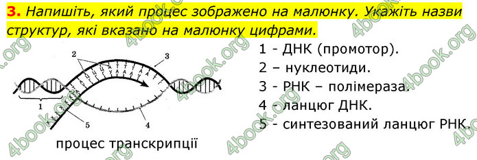 Відповіді Зошит Біологія 9 клас Задорожний 2020. ГДЗ