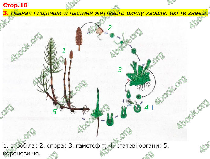 ГДЗ Зошит Біологія 7 клас Тагліна