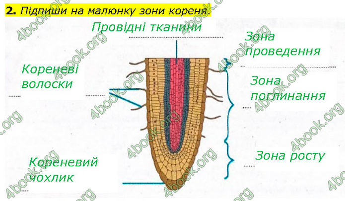 ГДЗ Зошит Біологія 7 клас Тагліна